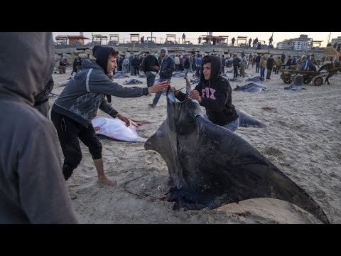 أسماك "شياطين البحر" النادرة تغزو سواحل غزة والأهالي يتسابقون لاصطيادها